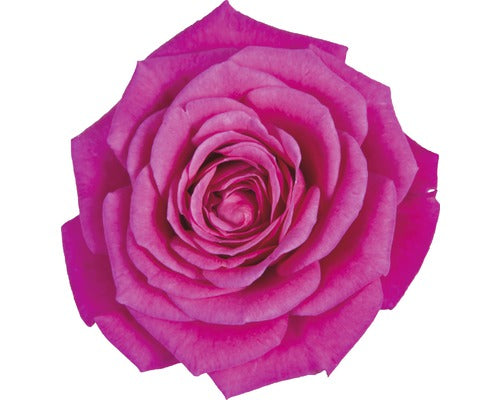 Trandafir floare mare FloraSelf 'Regina' H 30-40 cm ghiveci Ø 13 cm roz
